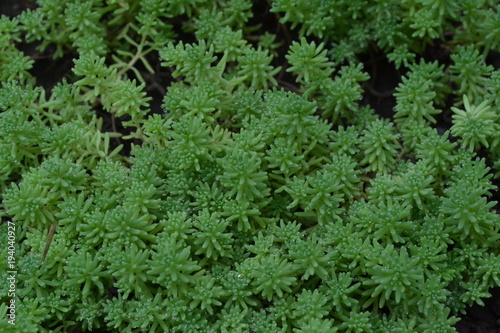 Stonecrop. Hare cabbage. Sedum. Green moss. Decorative grassy carpet. Flowerbed, garden. Ornamental garden plants. Horizontal