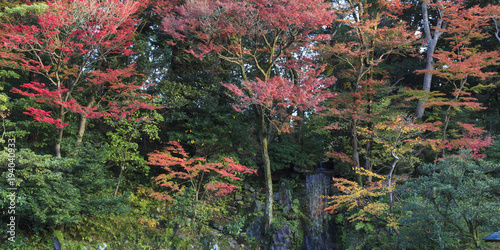 colored maple trees, momijis, in autumn , at Kenroku en garden in Kanazawa  Japan photo