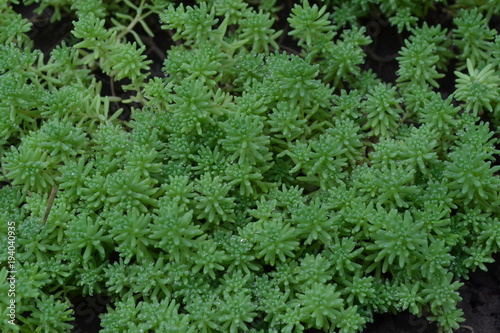 Stonecrop. Hare cabbage. Sedum. Green moss. Decorative grassy carpet. Flowerbed, garden. Ornamental garden plants. Horizontal photo