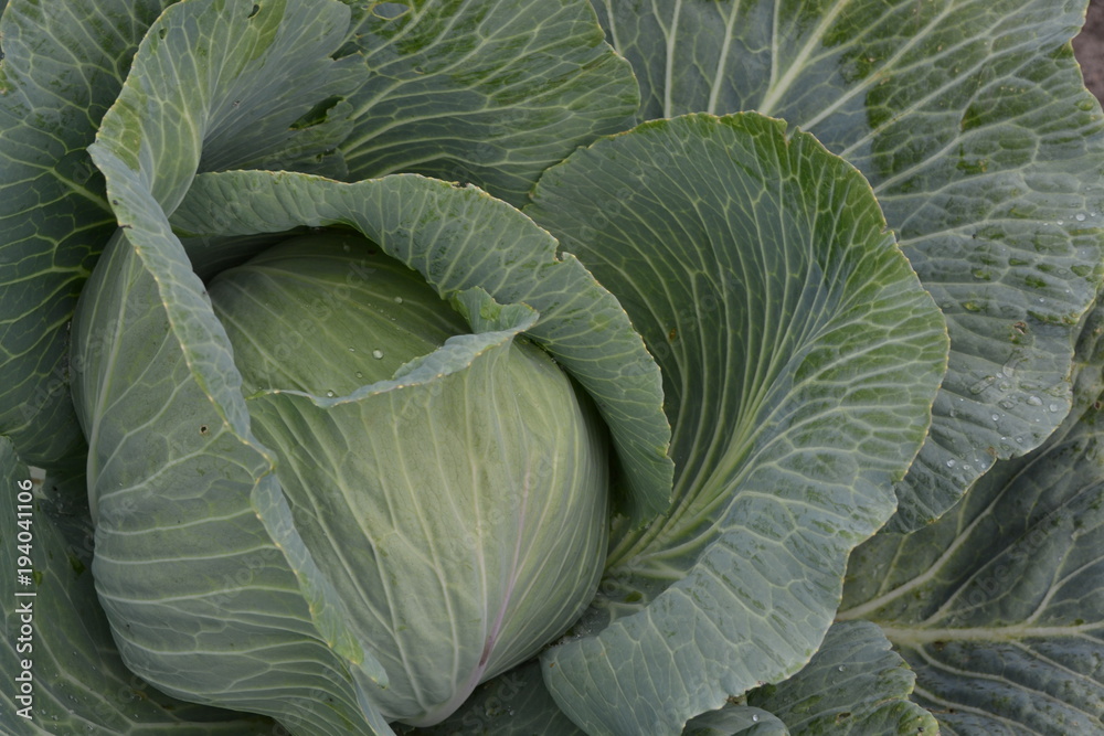 Obraz premium White cabbage. Cabbage close-up. Cabbage growing in the garden. Brassica oleracea. Growing cabbage. Farm. Agriculture