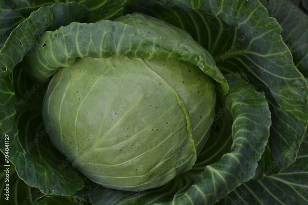 Fototapeta premium White cabbage. Cabbage growing in the garden. Brassica oleracea. Farm. Field. Agriculture. Cabbage close-up