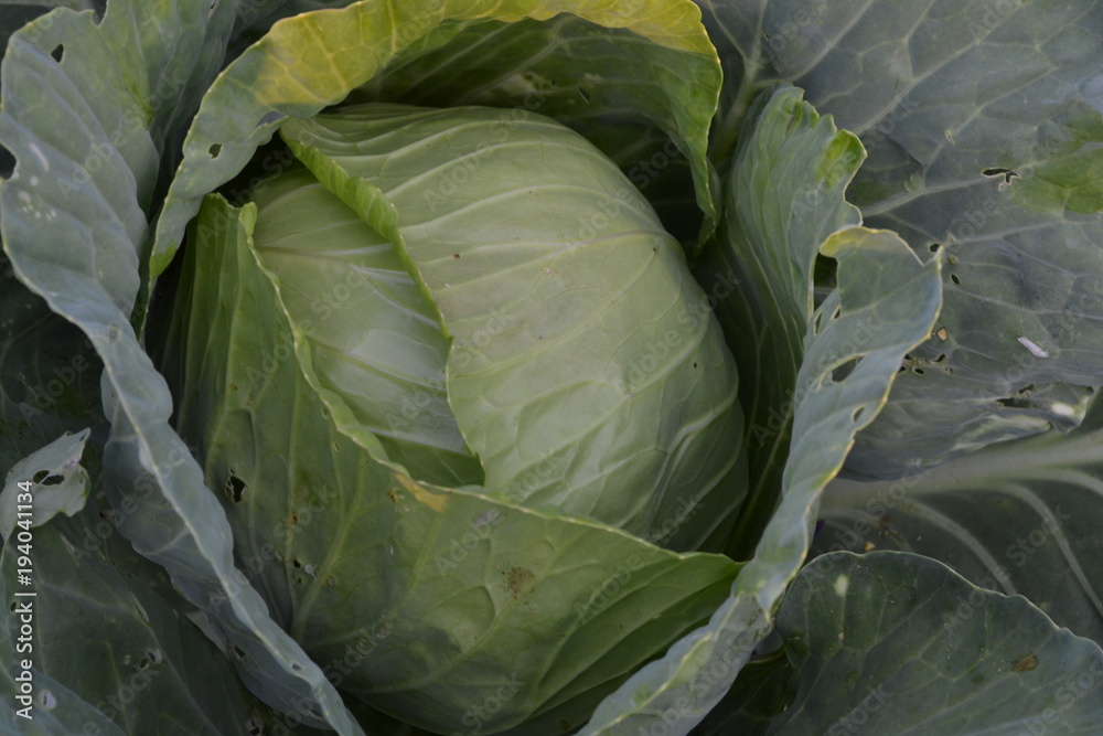 Obraz premium White cabbage. Cabbage growing in the garden. Brassica oleracea. Farm. Field. Agriculture. Growing cabbage. Cabbage close-up
