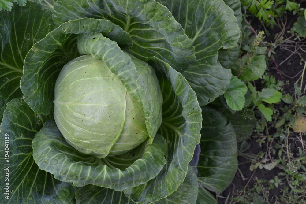 White cabbage. Cabbage growing in the garden. Brassica oleracea. Field. Agriculture. Growing cabbage. Cabbage close-up White cabbage. Cabbage growing in the garden. Brassica oleracea. Field. Agriculture. Growing cabbage. Cabbage close-up