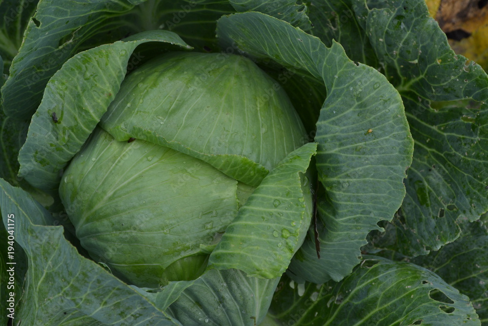 Fototapeta premium White cabbage. Cabbage growing in the garden. Brassica oleracea. Field. Farm. Agriculture. Growing cabbage