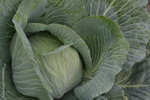 White cabbage. Cabbage close-up. Cabbage growing in the garden. Brassica oleracea. Growing cabbage. Farm. Agriculture