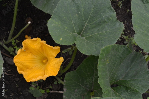 Zucchini. Cucurbita pepo ssp. pepo. Useful vegetable. Bushes courgettes in the garden. Zucchini flowers among the leaves. Garden, field, garden, farm. Close-up. Horizontal photo