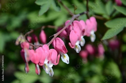 Flower bleeding heart or a broken heart. Spreading stems  decorated with carved leaves  elegantly curved  kistepodobnye peduncles covered with pink flowers  reminiscent of the shape of the heart  in t