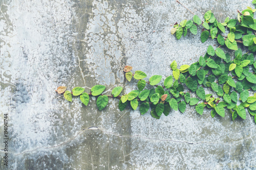 Ivy leaves on loft style wall