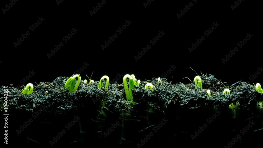 seedling growing time lapse 4k resolution seedling growing time lapse 4k resolution
