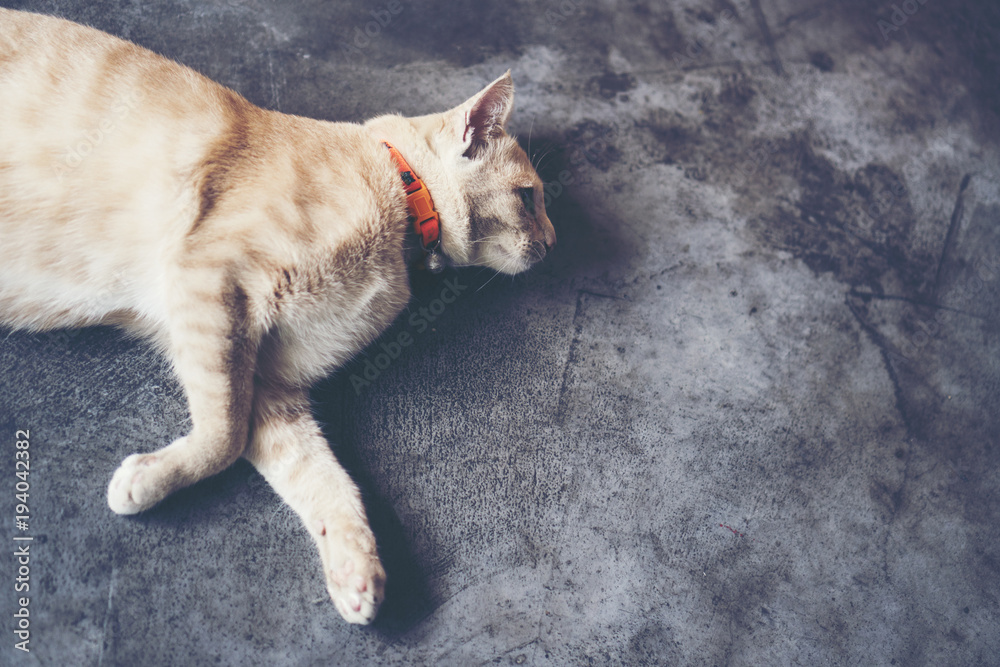 Fototapeta premium white grey cat