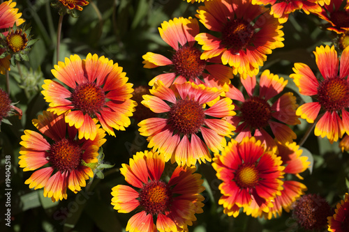 Blanket Flowers Gaillarda Arizona Sun