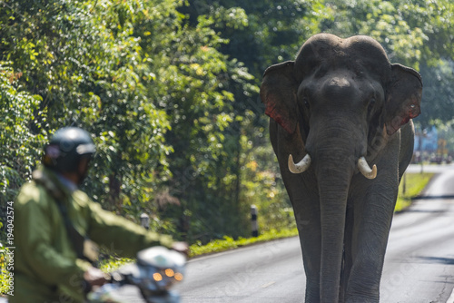 Wild Asian elephant on the road in Khao Yai National Park, Thailand © chokniti
