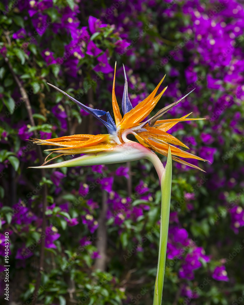 Obraz premium Strelitzia Reginae flower closeup