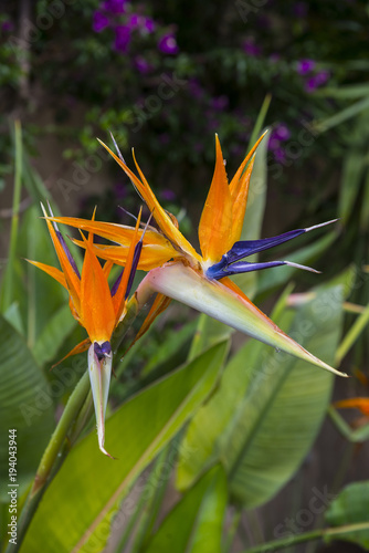 Bird of paradise flowers blossom in the garden