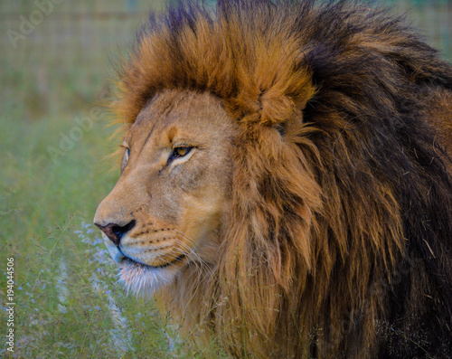 Fototapeta Naklejka Na Ścianę i Meble -  A Brown Lion waiting for it's prey in Kruger