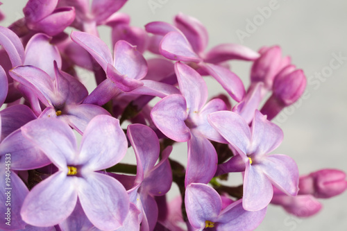 Fototapeta Naklejka Na Ścianę i Meble -  Beautiful blossoming lilac (syringa)