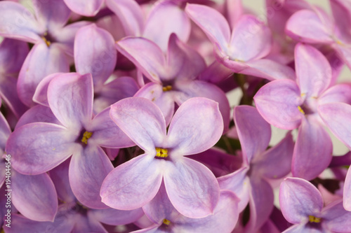 Beautiful blossoming lilac (syringa) © pilat666