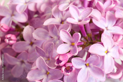 Beautiful blossoming lilac (syringa)