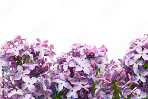 syringa on a white background.