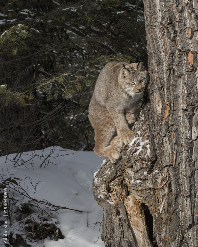Fototapeta premium Canada Lynx at Triple D Game Farm Montana