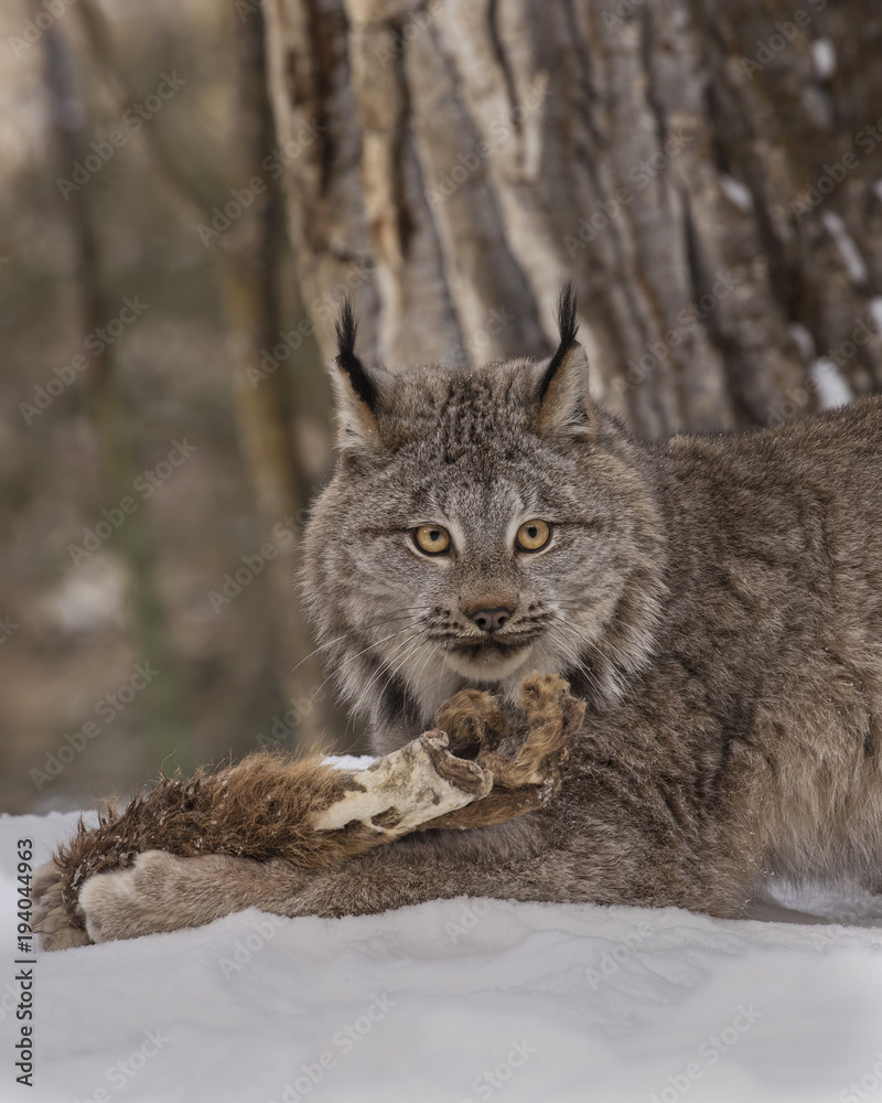 Obraz premium Canada Lynx at Triple D Game Farm Montana