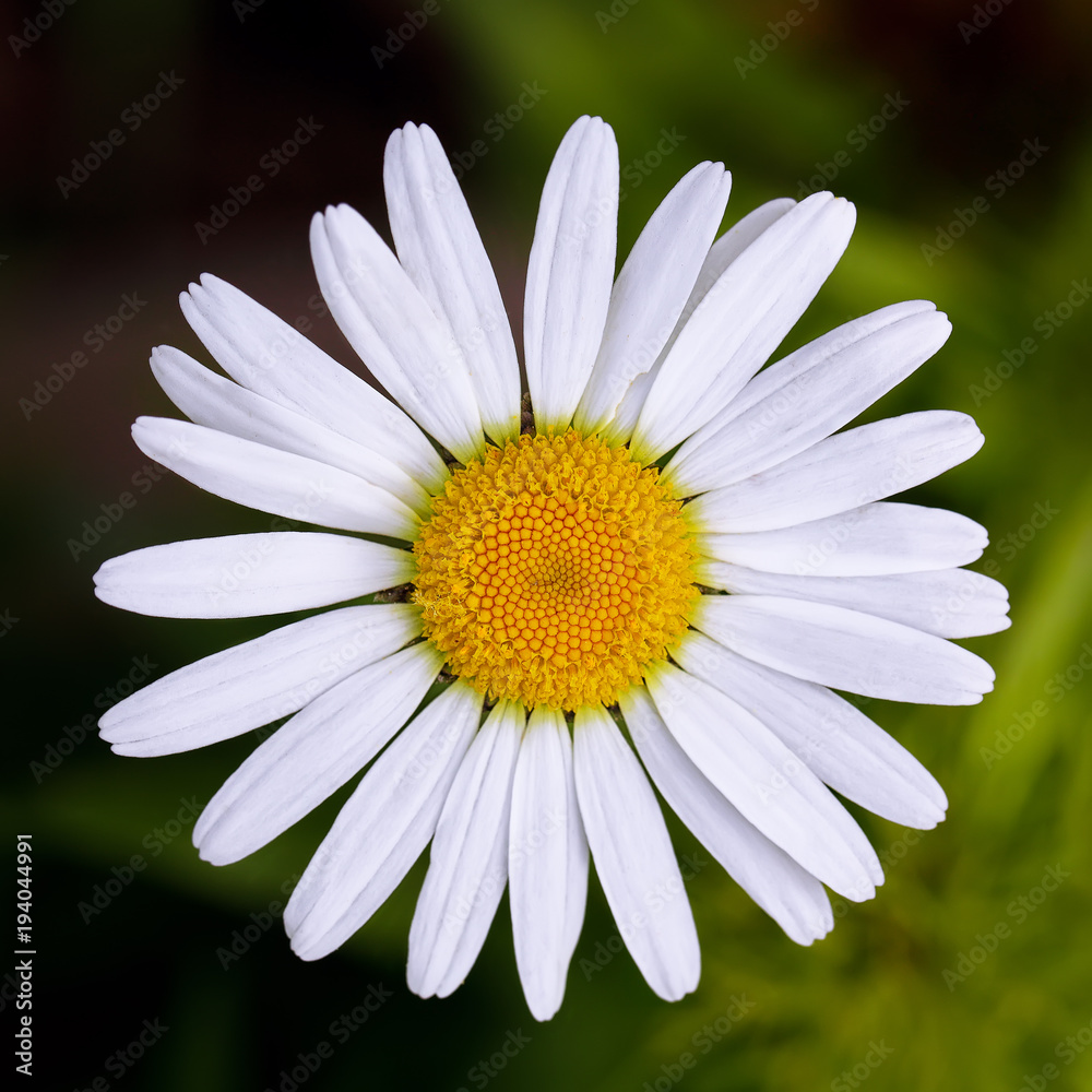 Fototapeta premium Chamomile close up
