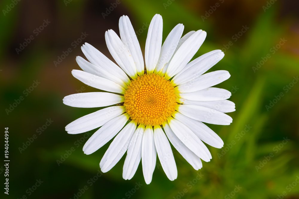 Obraz premium Chamomile close up.