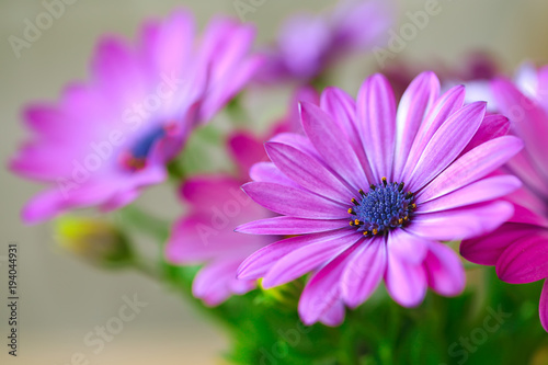 Vibrant beautiful purple daisies