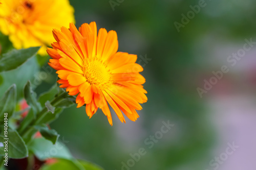 beautiful orange daisy in the garden