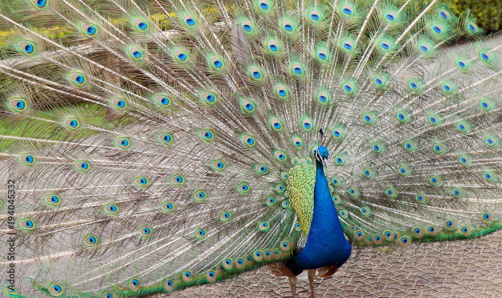 Obraz premium Peacock on display