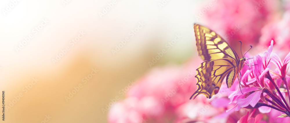 Obraz premium Piękny motyl