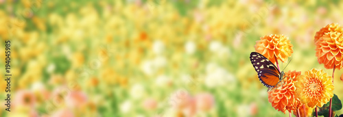 Wunderschöner Schmetterling