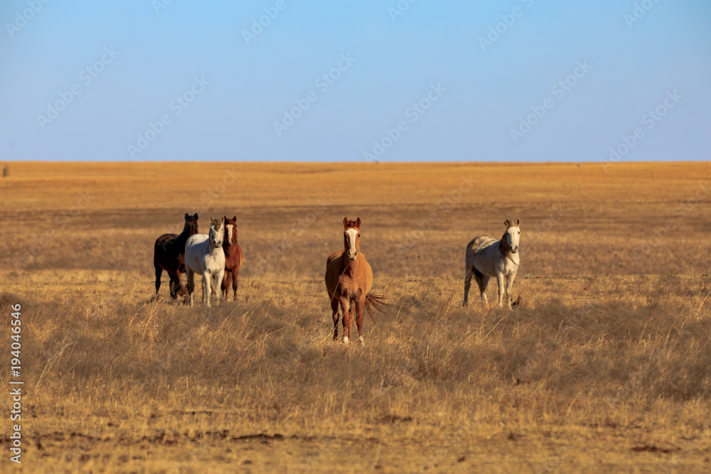 Fototapeta premium Band of Beauty