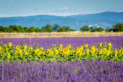 Sunflowers in lavender field near Valensole  Provence  France