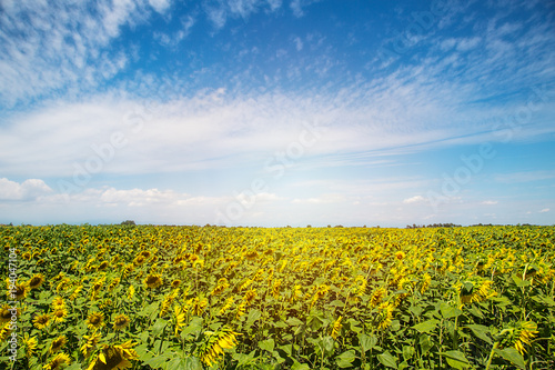 field of sunflowers and sun in the blue sky