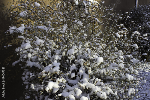 Fresh snow on plants