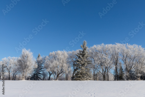 frosty tree landscape