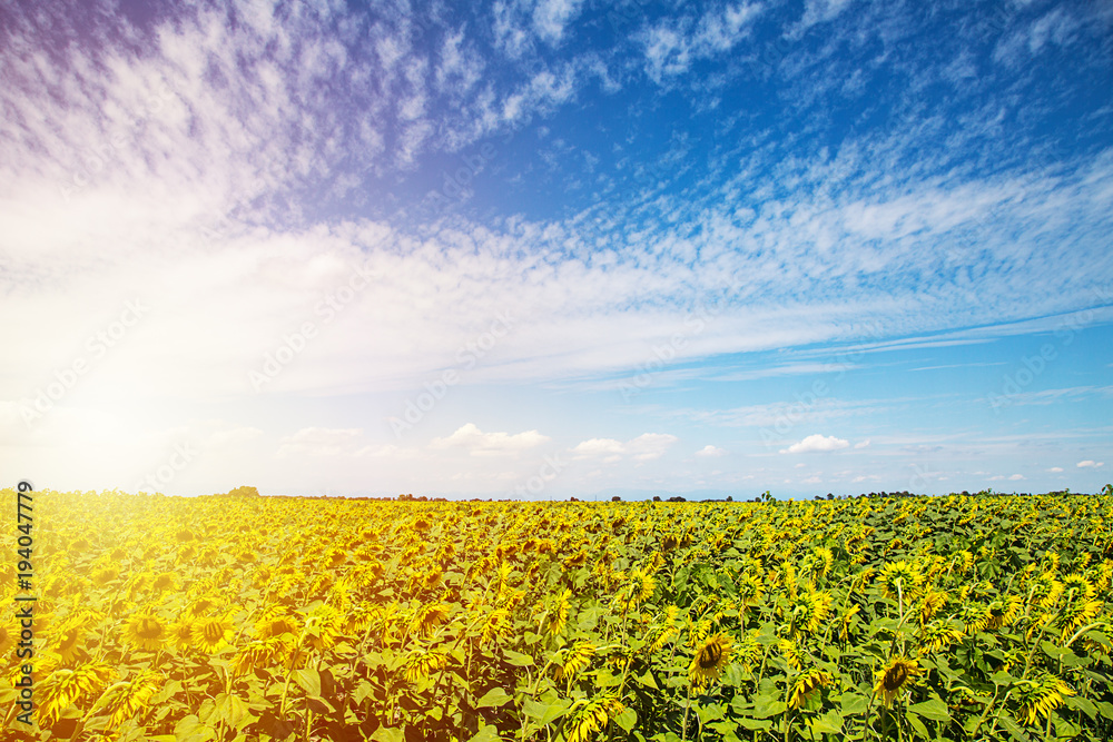 Sunflower fields in warm evening light