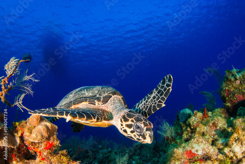 on the surface of the deep blue sea is the silhouette of a scuba dive boat. Right at the bottom of the mooring line is a hawksbill turtle, a common sight on this tropical reef in the Cayman Islands