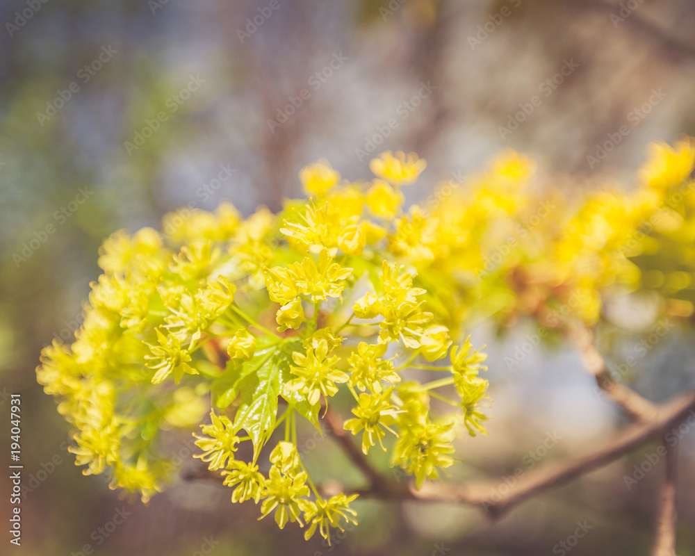 Yellow Linden Flower Branch Sunny Day Yellow Linden Flower Branch Sunny Day