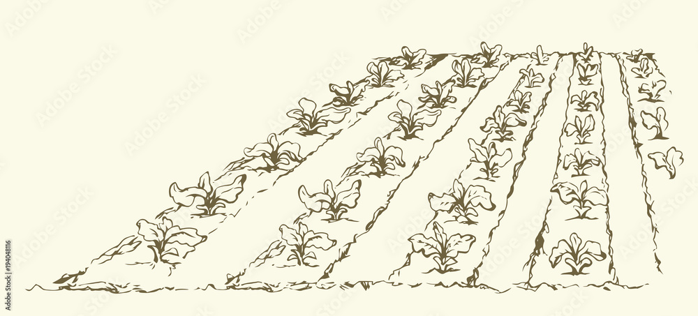 Obraz premium Garden beds. Vector drawing