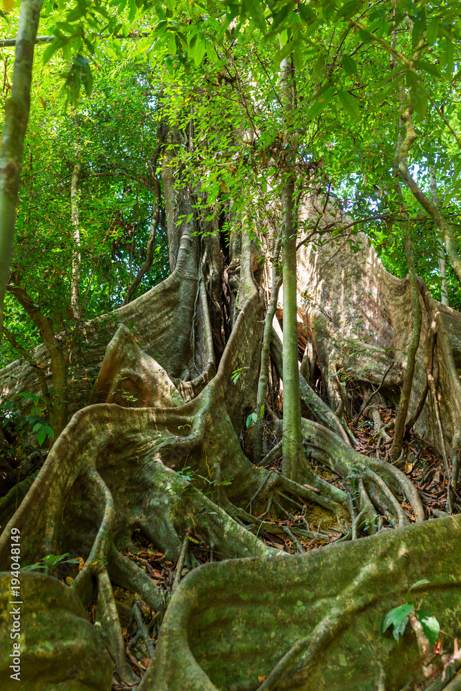 Fotka „Large tropical tree with flat, wide running root system from ...