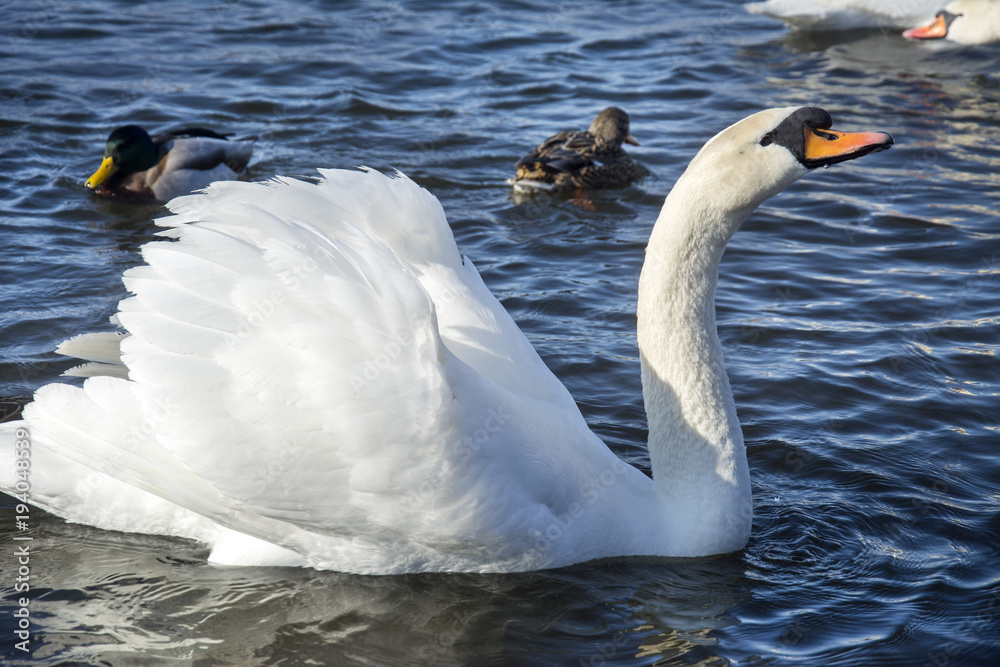 Naklejka premium schwan schwimmt am nymphenburgerkanal