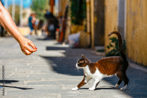 Fototapeta Naklejka Na Ścianę i Meble -  young woman feeds a homeless cat on the street