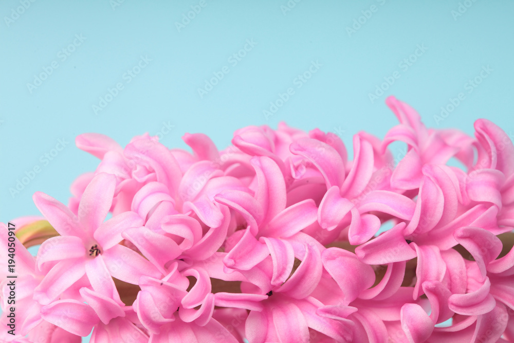 Fototapeta premium Hyacinth Pink Surprise Dutch Hyacinth. Spring flowers. The perfume of blooming hyacinths is a symbol of early spring. Closeup.Texture.On clolored cyan background.Pink flowers