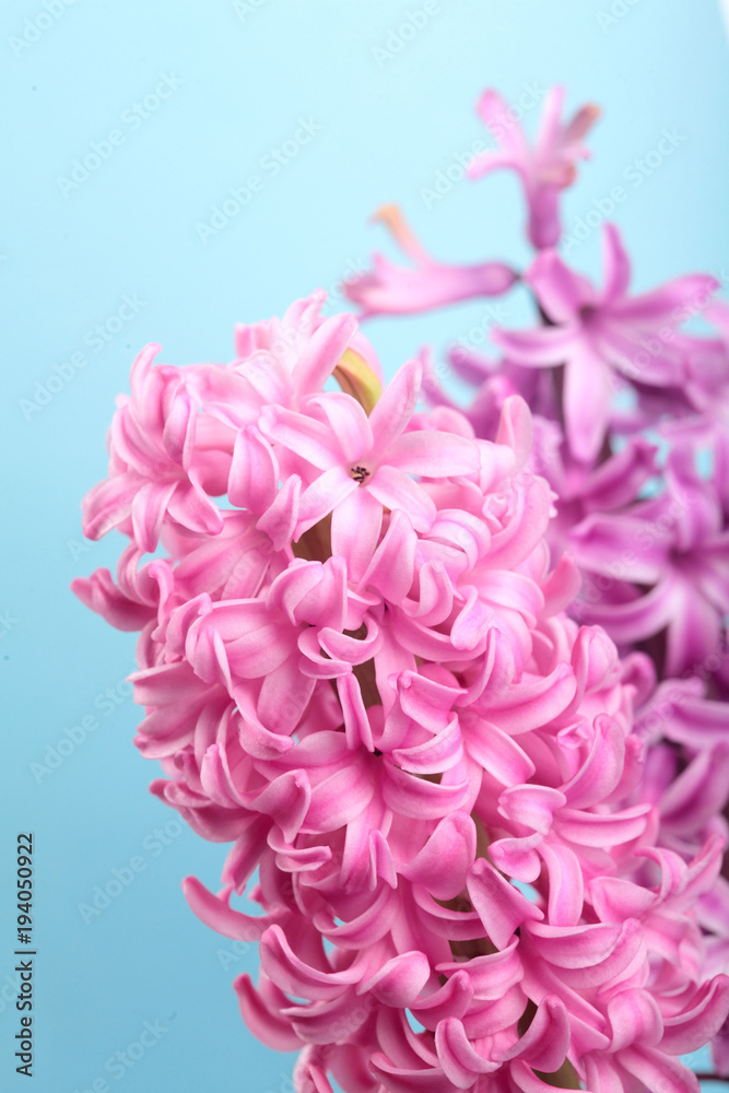 Naklejka premium Hyacinth Pink Surprise and violet Dutch Hyacinth . Spring flowers. The perfume of blooming hyacinths is a symbol of early spring. Closeup.Texture.On clolored cyan background.Pink flowers