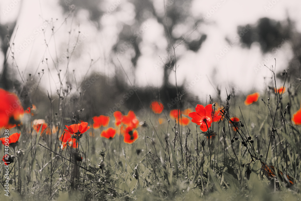 Fototapeta premium Spring blossom of the red flowers (anemones) on a green meadow