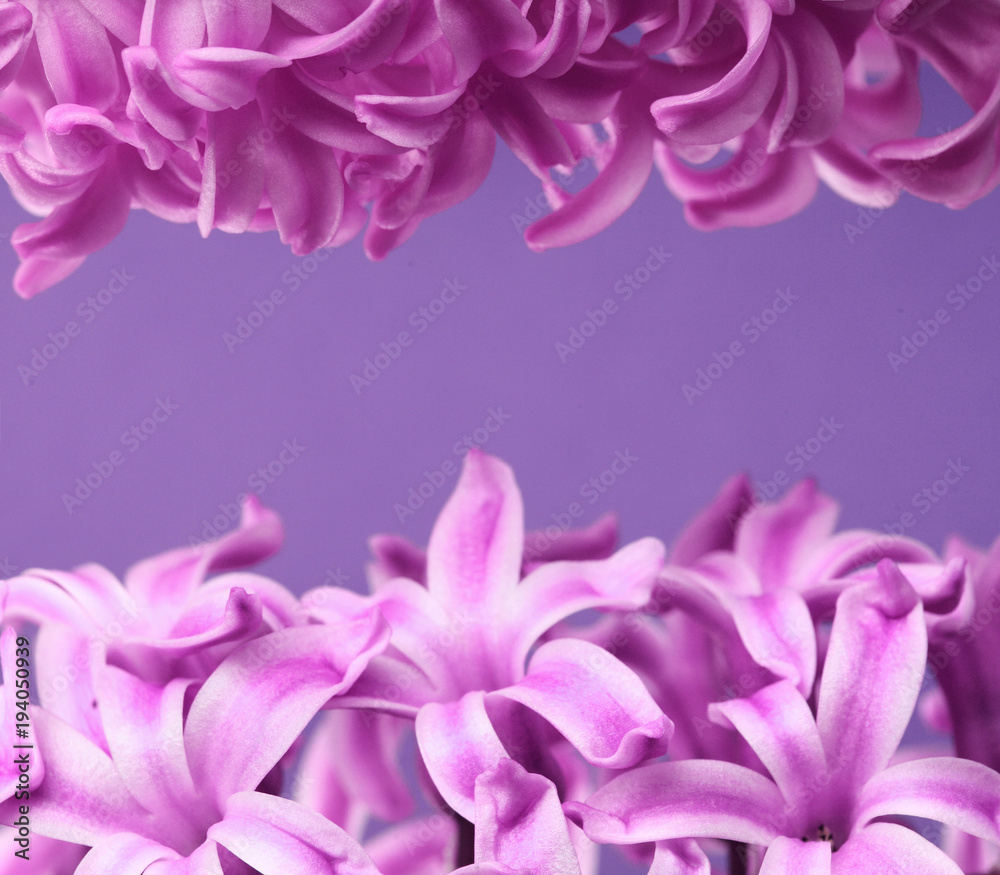 Hyacinth violet Dutch Hyacinth . Spring flowers. The perfume of blooming hyacinths is a symbol of early spring..On clolored violet background.Place for text