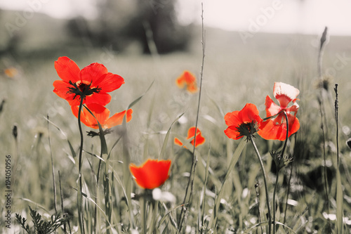 Fototapeta Naklejka Na Ścianę i Meble -  Spring blossom of the red flowers (anemones) on a green meadow