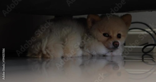 white pomeranian dog small pet laying ensconced under sofa furniture